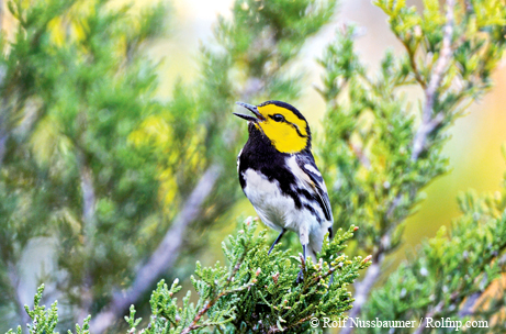 golden-cheeked warbler